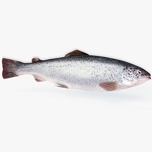 Salmon Animated