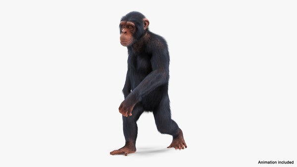 Macaco chimpanzé com pele Modelo 3D $79 - .3ds .fbx .max .obj - Free3D