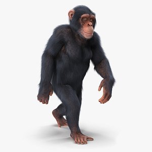 3D chimpanzee t-pose light fur animal - TurboSquid 1441049