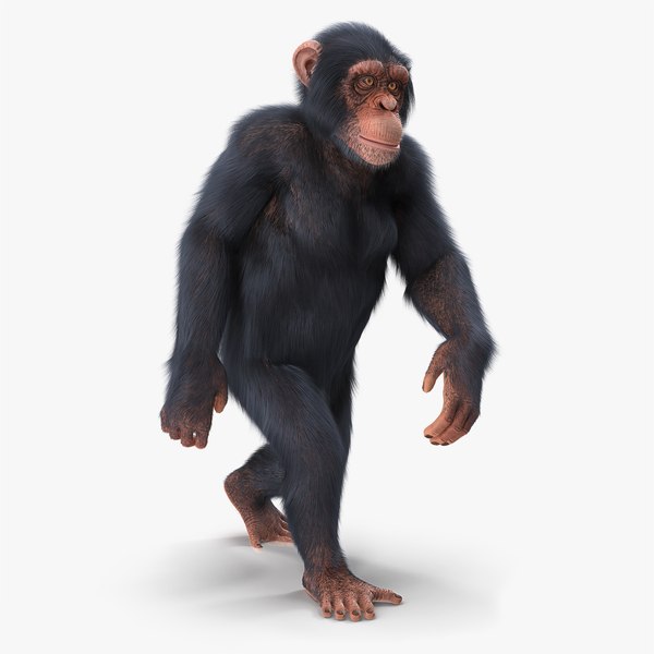 Macaco chimpanzé com pele Modelo 3D $79 - .3ds .fbx .max .obj - Free3D