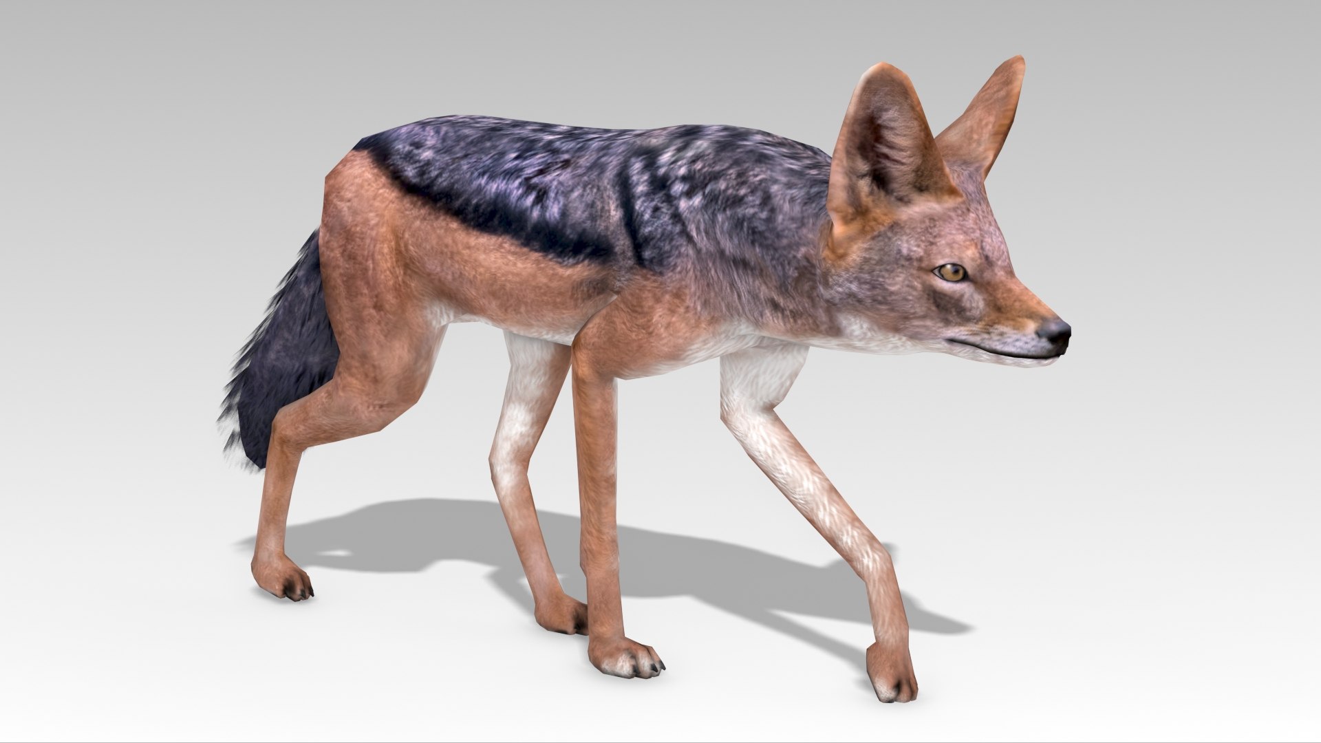 Jackal model https://p.turbosquid.com/ts-thumb/X3/JGlxqu/eI/jackal_screenshot_008/jpg/1685102270/1920x1080/fit_q87/b0d187b9c25ce4baac44ed8883df2d8c06ac4a91/jackal_screenshot_008.jpg
