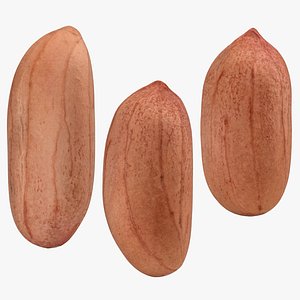 Peanut Kernel Collection 3D model