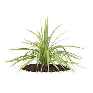 Yellow Yucca Plant (Yucca arkansana)
