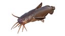 Black Madtom Catfish