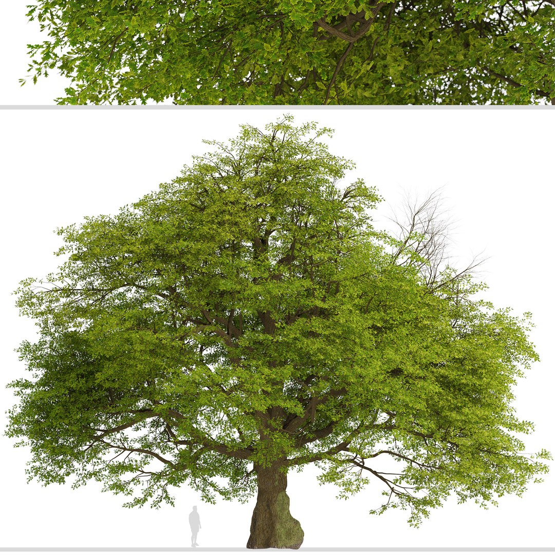3D Common Oak or Quercus robur Tree https://p.turbosquid.com/ts-thumb/X3/qIrhNE/CY/commonoak2/jpg/1669639471/1920x1080/fit_q87/61ffda9a37f39096cafdac8182f8a025c25e4bef/commonoak2.jpg