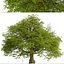 Chêne commun ou arbre Quercus robur