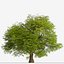 Chêne commun ou arbre Quercus robur