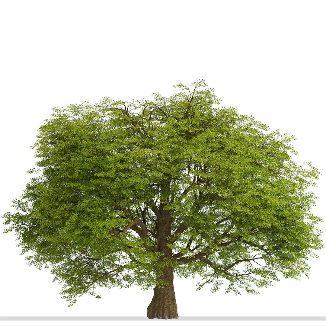3D Common Oak or Quercus robur Tree https://p.turbosquid.com/ts-thumb/X3/qIrhNE/IN/commonoak5/jpg/1669639585/1920x1080/fit_q87/b1b7cd24d39c2311d65c25131f5dcdb032d4fad4/commonoak5.jpg