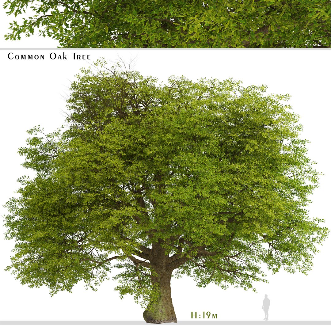 3D Common Oak or Quercus robur Tree https://p.turbosquid.com/ts-thumb/X3/qIrhNE/M5/commonoakset/jpg/1669639440/1920x1080/fit_q87/e0c22d365b36361b3c5dfcf4802589c7da75f4c7/commonoakset.jpg