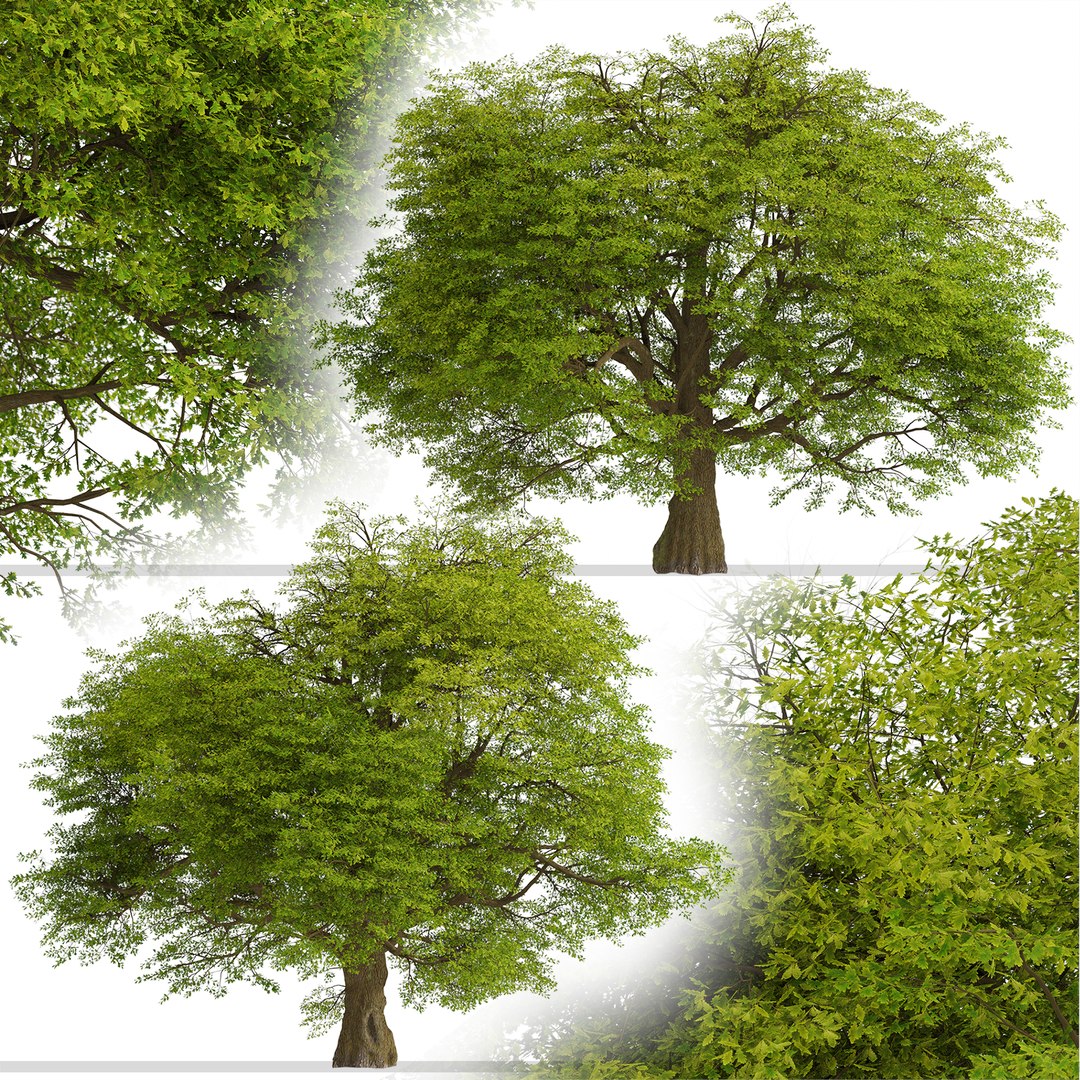 3D Common Oak or Quercus robur Tree https://p.turbosquid.com/ts-thumb/X3/qIrhNE/UZ/commonoak1/jpg/1669639443/1920x1080/fit_q87/802d0c1c5e361c63c98a80ee3e6692e7935eeb4a/commonoak1.jpg
