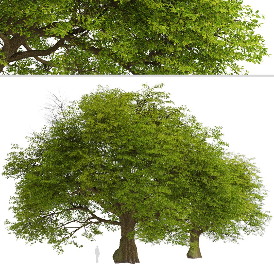3D Common Oak or Quercus robur Tree https://p.turbosquid.com/ts-thumb/X3/qIrhNE/Xs/commonoak3/jpg/1669639427/1920x1080/fit_q87/663f8fa3df26f76d5baf428bcdbf4d7954b96d47/commonoak3.jpg