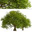 Chêne commun ou arbre Quercus robur