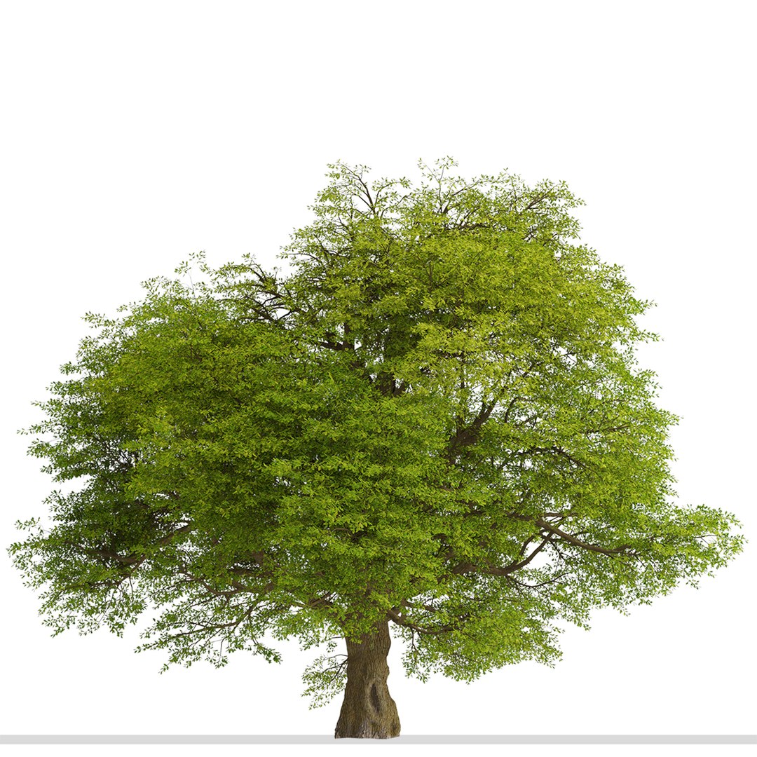 3D Common Oak or Quercus robur Tree https://p.turbosquid.com/ts-thumb/X3/qIrhNE/dN/commonoak6/jpg/1669639734/1920x1080/fit_q87/0479e3cee8e008c218d8080771f08d378bca59bd/commonoak6.jpg