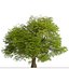 Chêne commun ou arbre Quercus robur