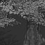 Chêne commun ou arbre Quercus robur