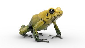 3D golden poison dart frog model