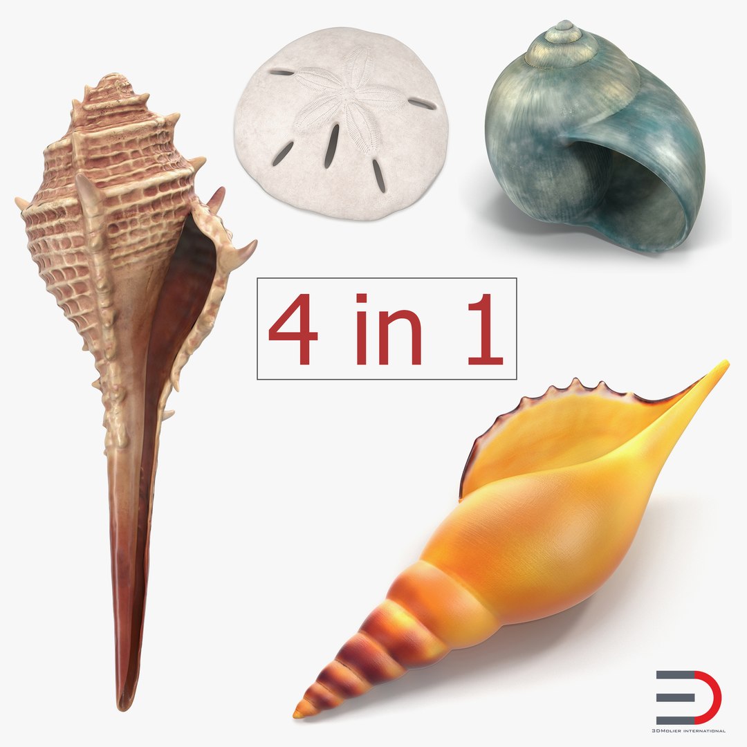 Sea Shells 3D Models Collection 3D model preview