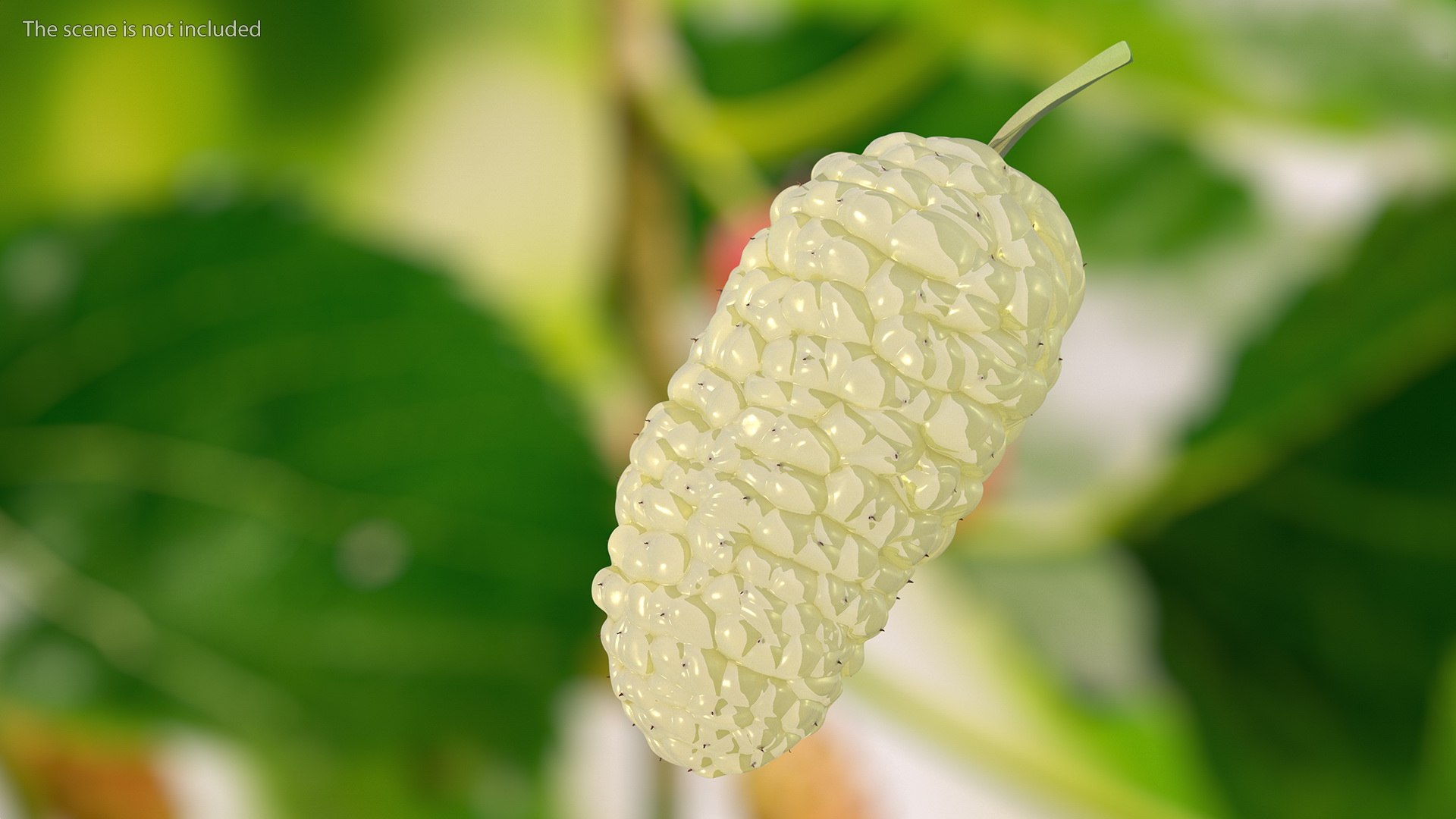 3D Mulberry Fruit White https://p.turbosquid.com/ts-thumb/X4/KcLbhU/Lo/mulberryfruitwhitevray3dmodel003/jpg/1662756934/1920x1080/fit_q87/71fcb0af91b0c38ca28721d346dd55507132c9a0/mulberryfruitwhitevray3dmodel003.jpg