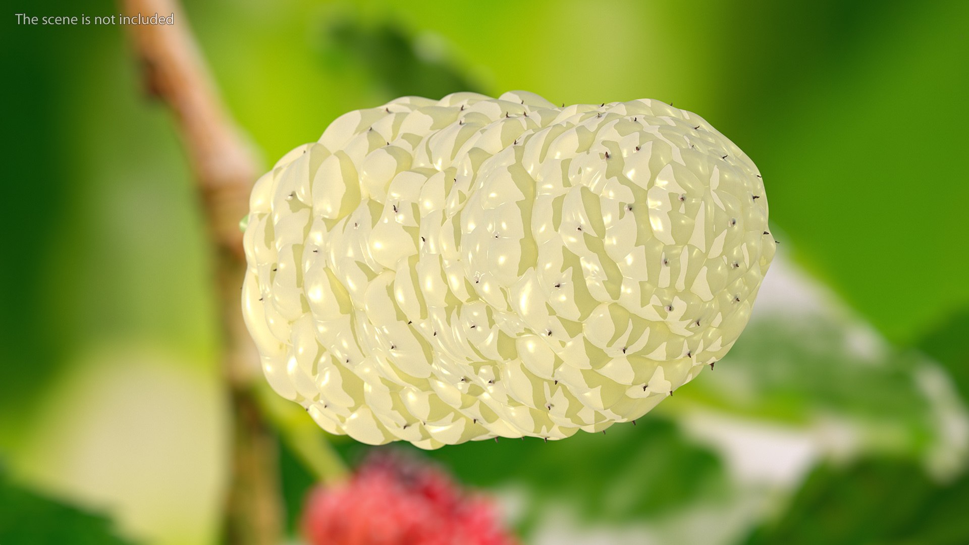 3D Mulberry Fruit White https://p.turbosquid.com/ts-thumb/X4/KcLbhU/OB/mulberryfruitwhitevray3dmodel005/jpg/1662756941/1920x1080/fit_q87/4228e38be49f638ea6a6b7c63be1a9ce79fa9f24/mulberryfruitwhitevray3dmodel005.jpg