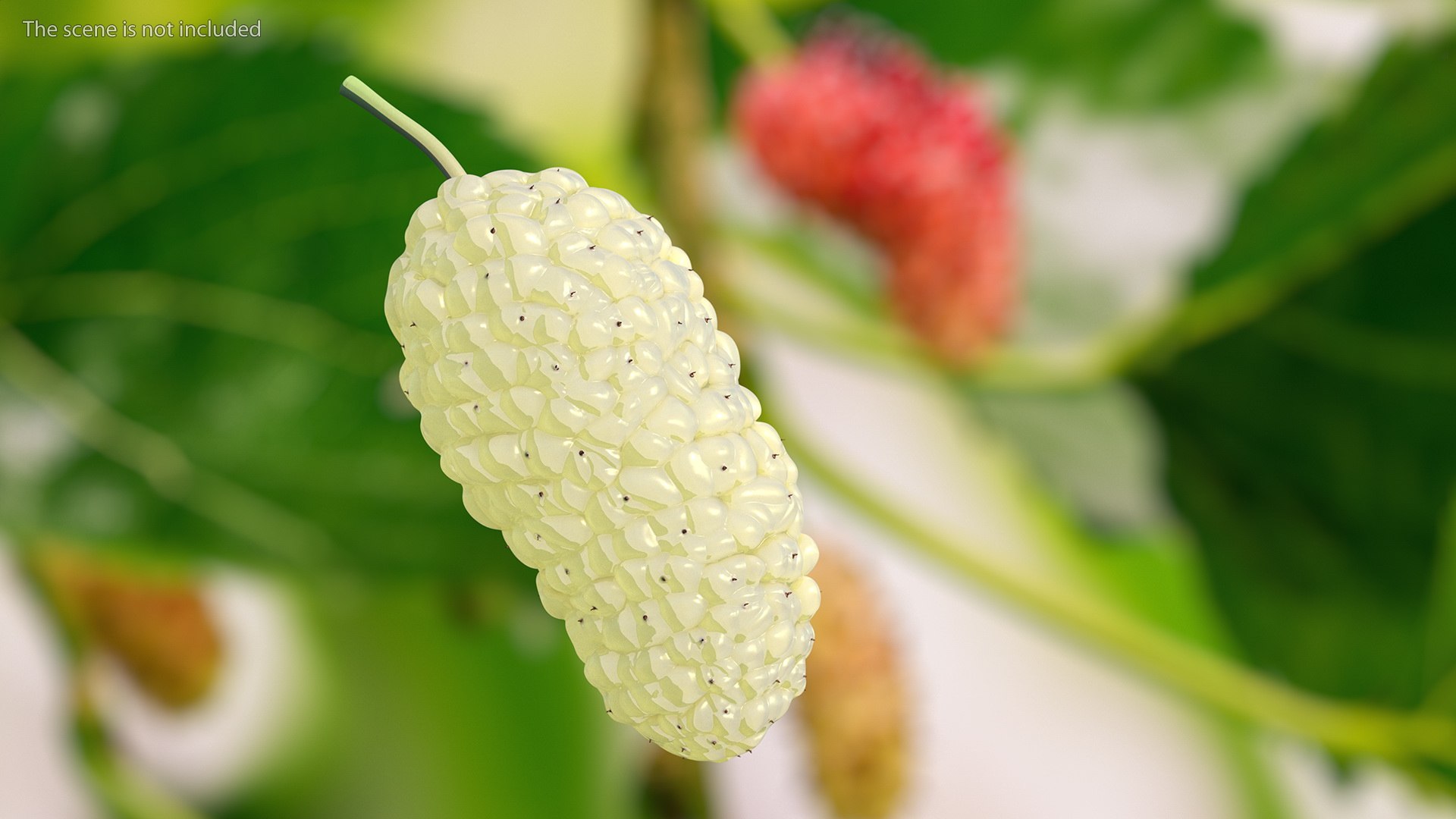 3D Mulberry Fruit White https://p.turbosquid.com/ts-thumb/X4/KcLbhU/ex/mulberryfruitwhitevray3dmodel002/jpg/1662756930/1920x1080/fit_q87/6569a851f70e4f33adaf241627438031aa3161b3/mulberryfruitwhitevray3dmodel002.jpg