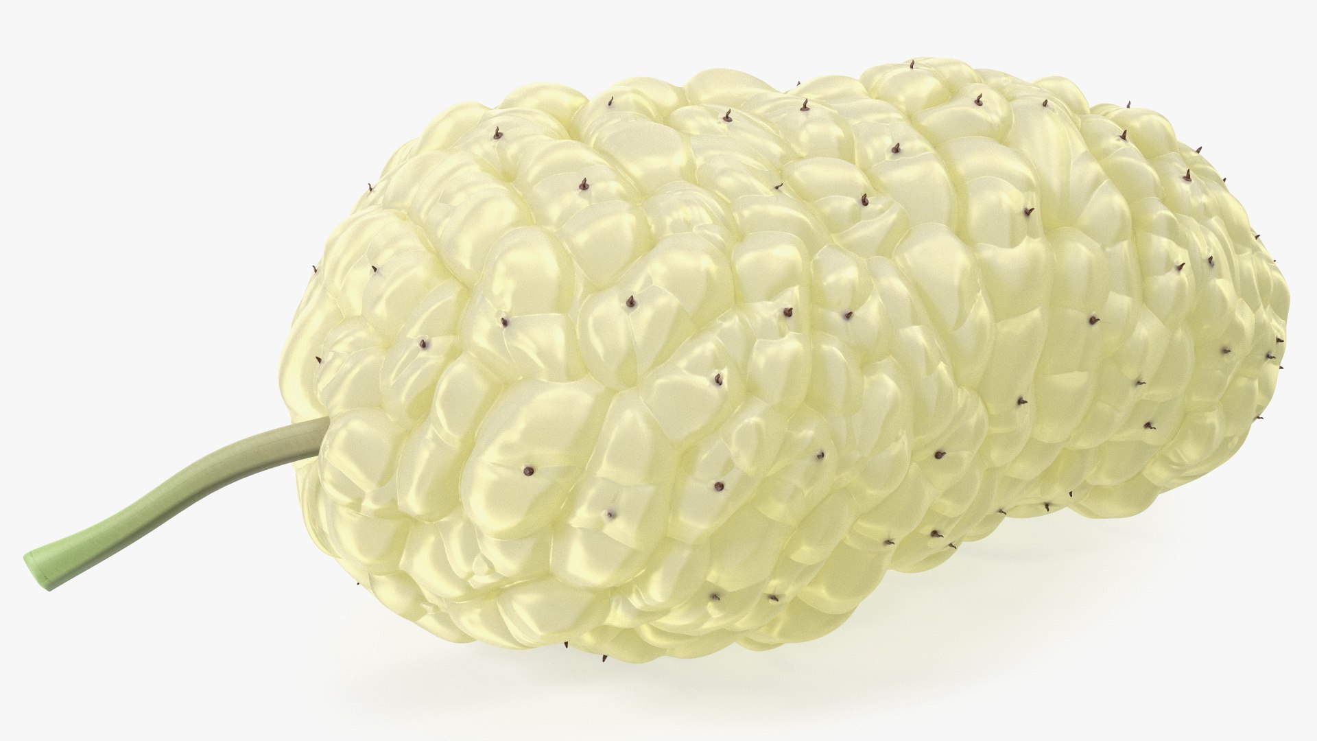 3D Mulberry Fruit White https://p.turbosquid.com/ts-thumb/X4/KcLbhU/s5/mulberryfruitwhitevray3dmodel008/jpg/1662756951/1920x1080/fit_q87/da3c91f5ce6fcca4be3faa525428133c729f772e/mulberryfruitwhitevray3dmodel008.jpg
