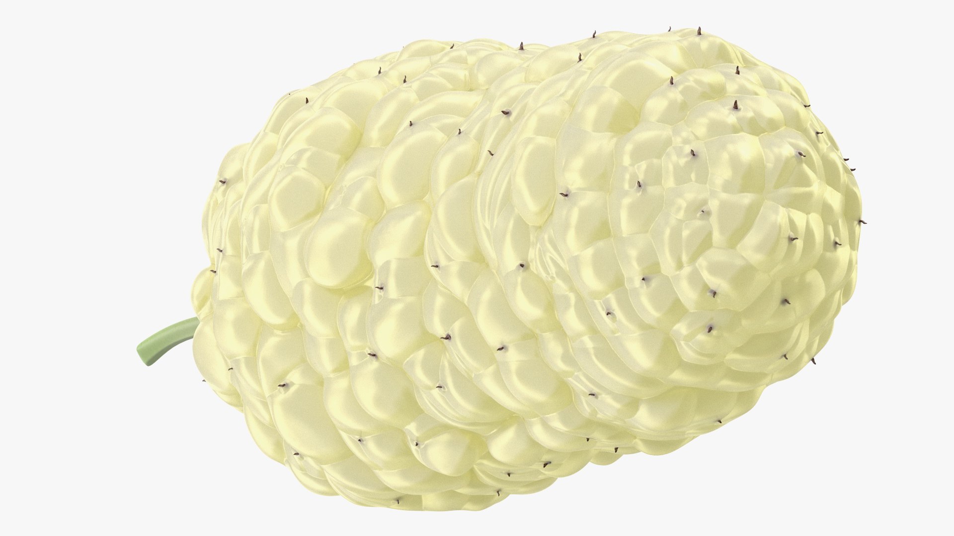 3D Mulberry Fruit White https://p.turbosquid.com/ts-thumb/X4/KcLbhU/sC/mulberryfruitwhitevray3dmodel013/jpg/1662756966/1920x1080/fit_q87/dcde59fb25dc6769184d78cc9839c34d8015dcb9/mulberryfruitwhitevray3dmodel013.jpg