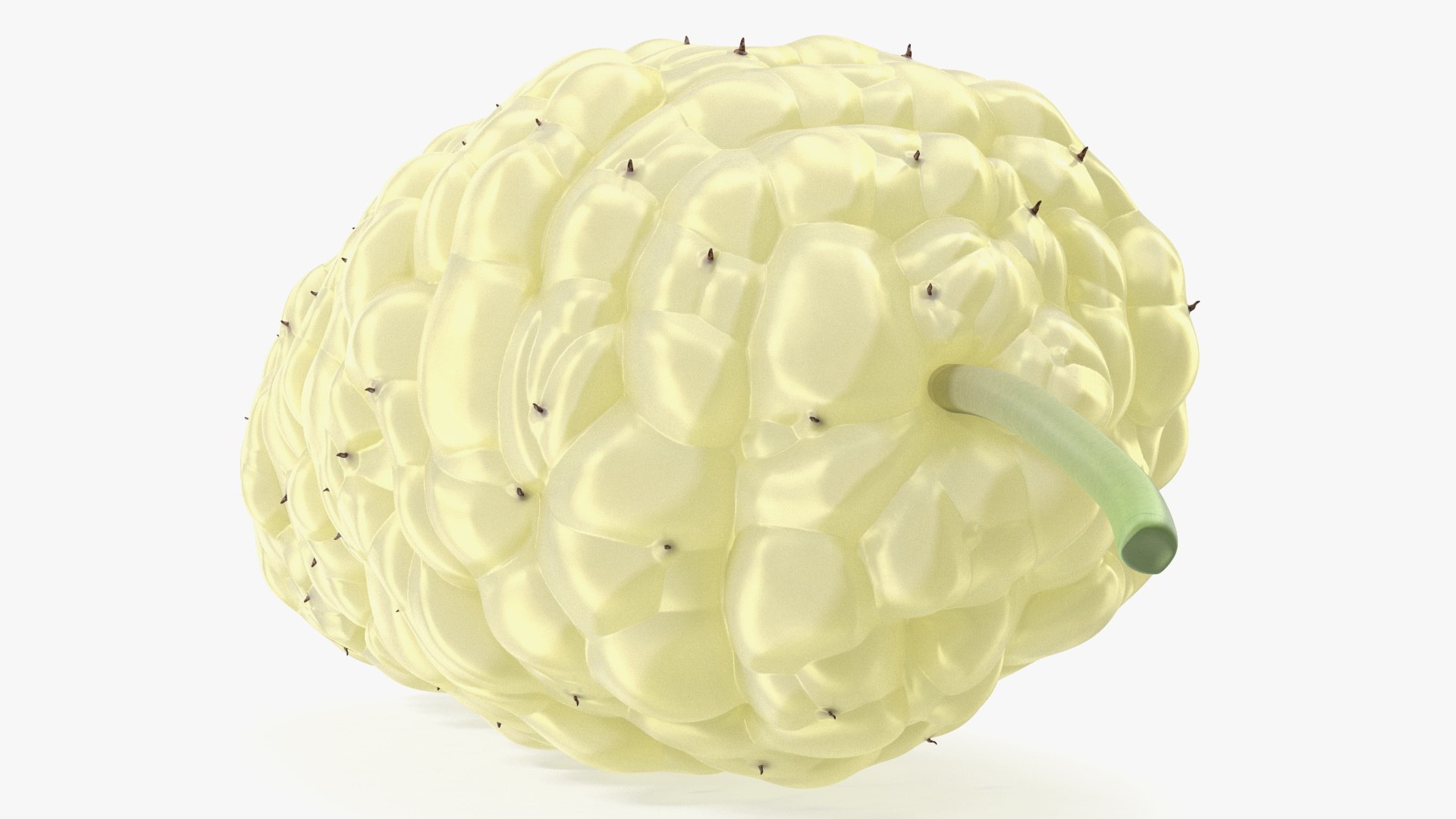 3D Mulberry Fruit White https://p.turbosquid.com/ts-thumb/X4/KcLbhU/zs/mulberryfruitwhitevray3dmodel010/jpg/1662756957/1920x1080/fit_q87/d6697aaeffbb9725acc0e7800111a66200d78844/mulberryfruitwhitevray3dmodel010.jpg