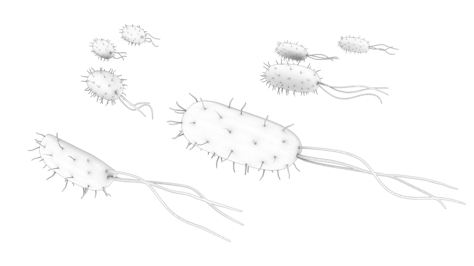 3d Prokaryotic Bacteria Cell Anatomy Model Turbosquid 2132311 2623