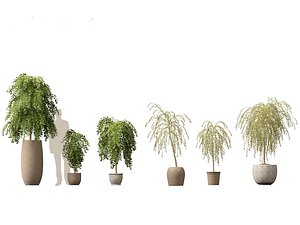 Salix caprea - Goat willow 01