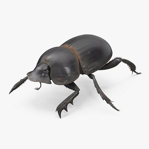 Dung Beetle Crawling Dirt Fur 3D
