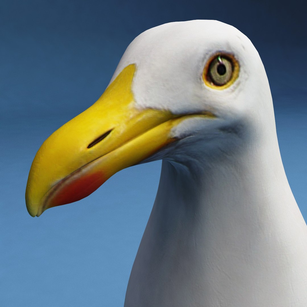 Gull Modelled 3d Model