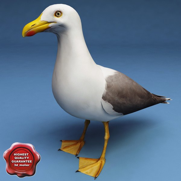 Seagull 3D Models for Download | TurboSquid