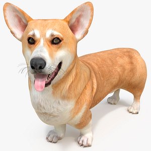 Dog Welsh Corgi Pembroke Standing Pose