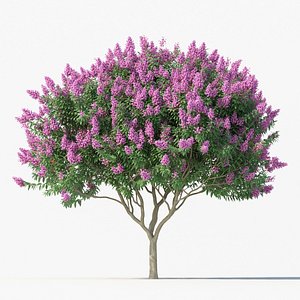3D model Crape myrtle No 2 with flowers