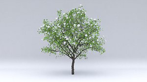 3D pear flowers hight model