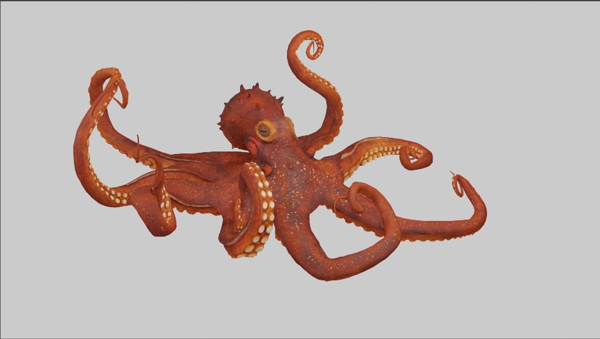 Giant Pacific octopus 3D model - TurboSquid 2034536