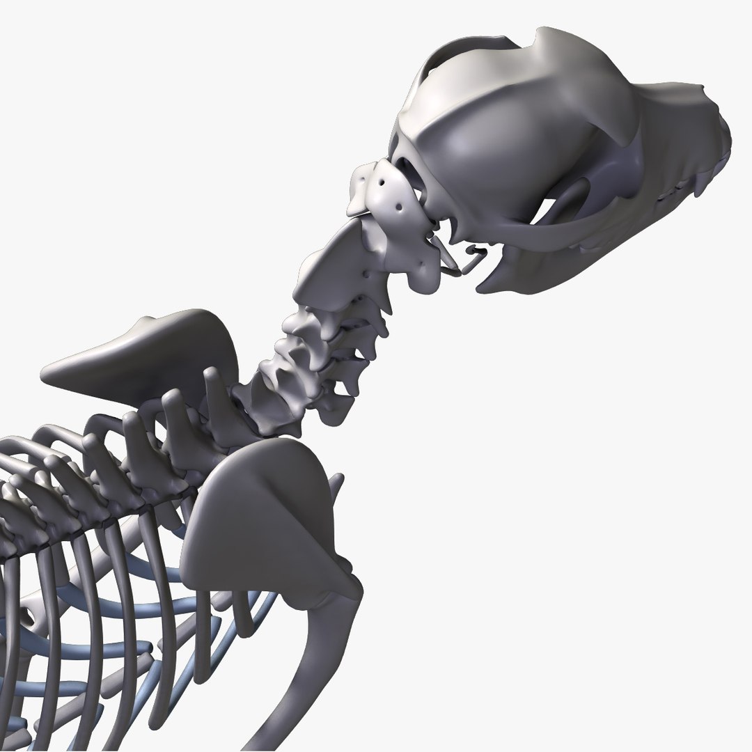 3D Dog Anatomy Labrador Model - TurboSquid 1353765