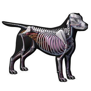 3D dog anatomy labrador model