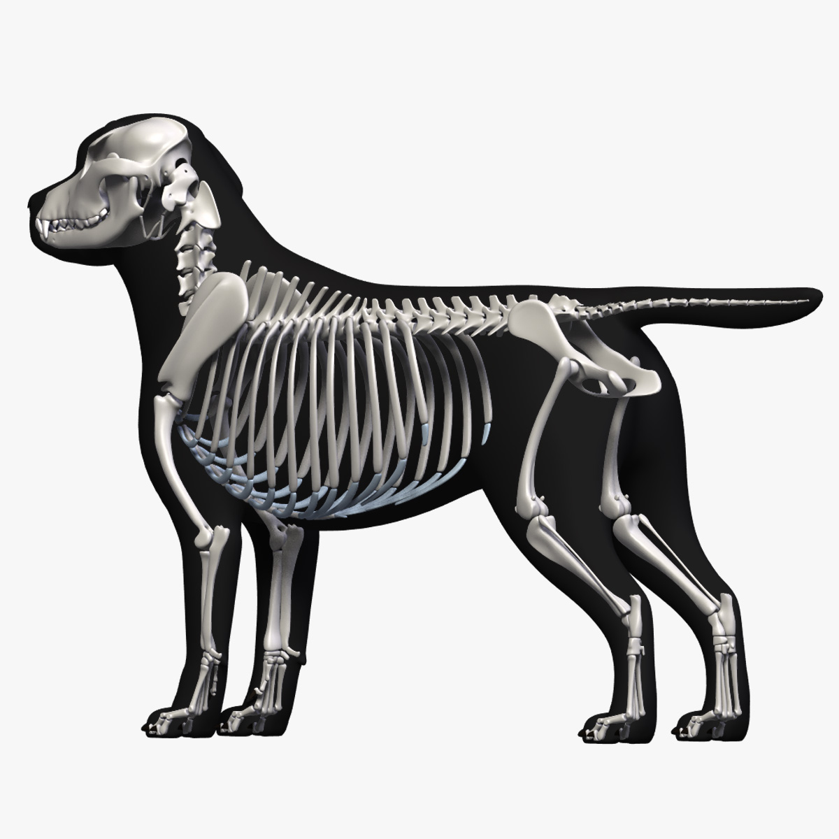 modelo 3d Labrador Big Anatomy - TurboSquid 1353765