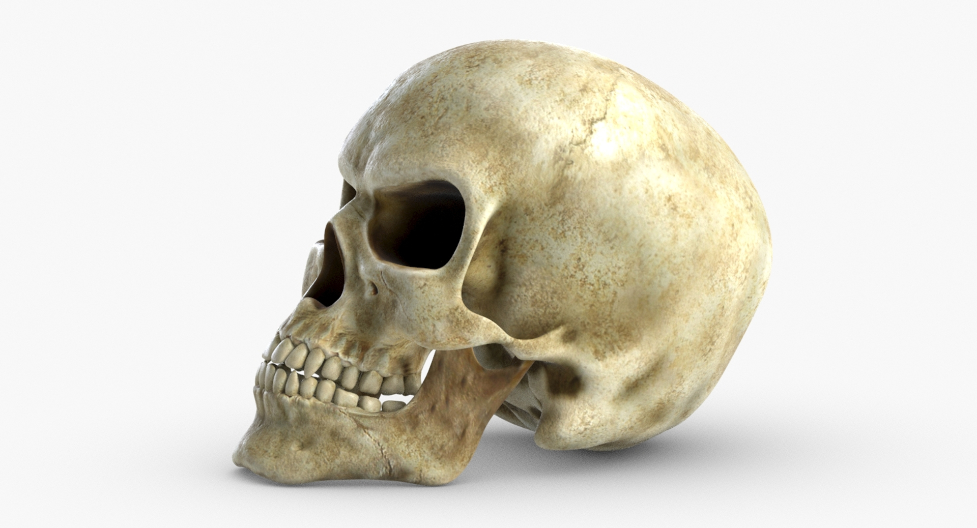 3d skull 3 model https://p.turbosquid.com/ts-thumb/X4/qAmja5/Y4Q1RCjW/skull3/jpg/1530107661/1920x1080/turn_fit_q99/6d55bb407019f98832413561fd7ecdc24a3ac897/skull3-1.jpg