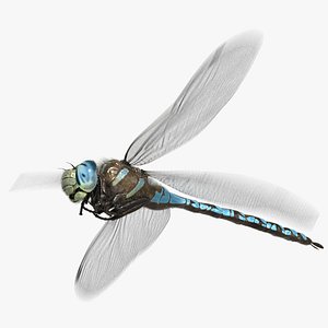 Dragonfly Paddle-tailed Darner (Animated)