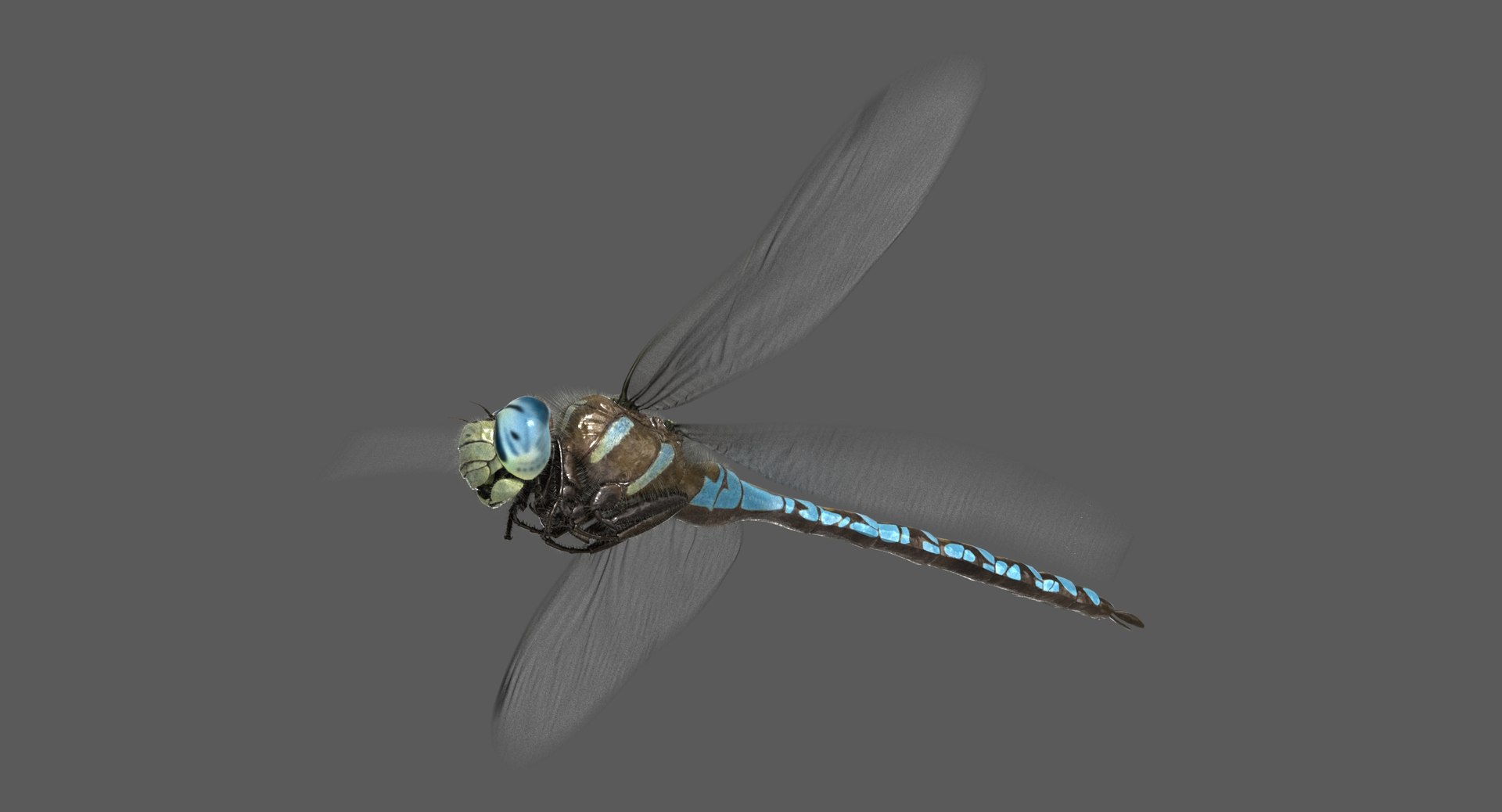 3D dragonfly paddle-tailed darner animation flying model https://p.turbosquid.com/ts-thumb/X4/xwlvHf/oK3Lbd3R/ra02/jpg/1540276941/1920x1080/fit_q87/ea5bd17eb3fd5c93d521fbf59195d51bdd5b272a/ra02.jpg