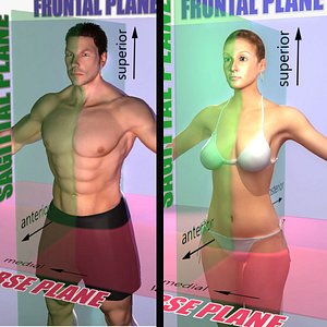 male female combo planes 3d ma