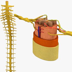 Spinal Cord with Neurons