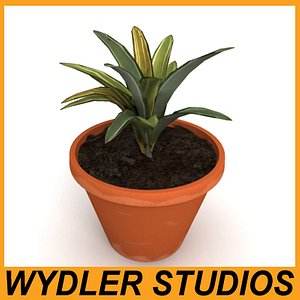 obj houseplant pottery