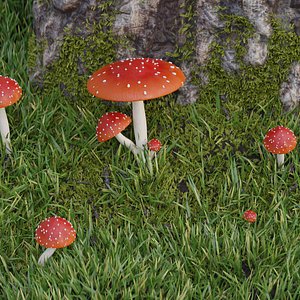 Amanita Muscaria