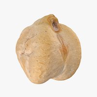 Dry Chickpea 03 - 3D Scanned