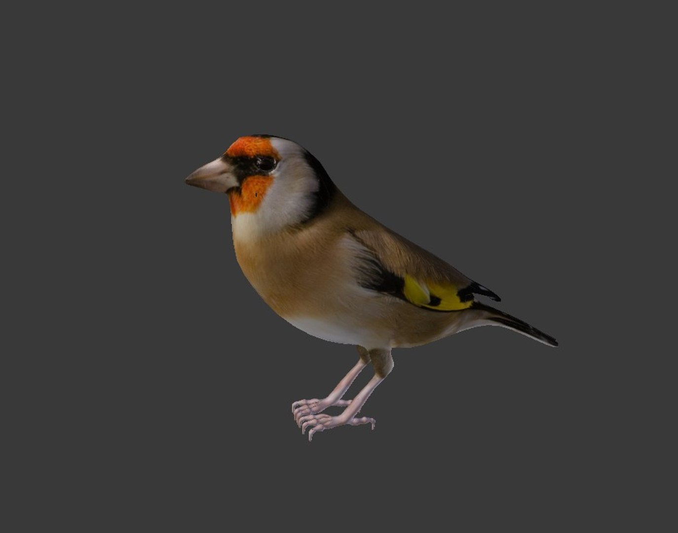 bird golden finch 3ds https://p.turbosquid.com/ts-thumb/X5/M8Lxed/PD9qJ7aK/14/jpg/1485547526/1920x1080/fit_q87/e35caec65504b99a744043d6b3d4206573e79421/14.jpg