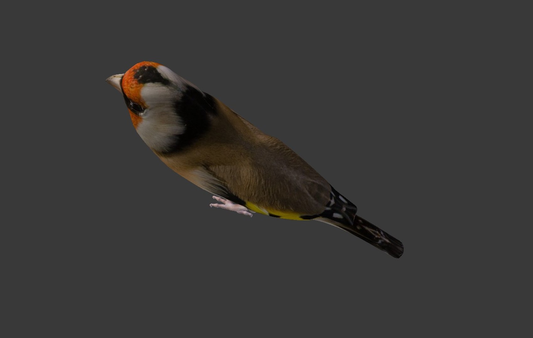 bird golden finch 3ds https://p.turbosquid.com/ts-thumb/X5/M8Lxed/RDIZefcs/13/jpg/1485547526/1920x1080/fit_q87/77c4b3ec5c7ca14b4d85ea51ebdd3cd83c120b34/13.jpg
