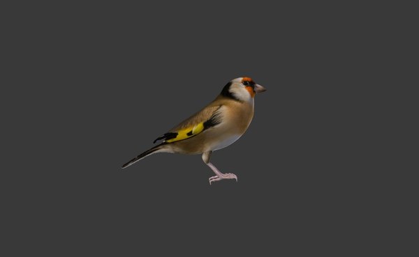 Finch 3D Models for Download | TurboSquid